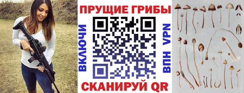 Галлюциногенные грибы Psilocybe Коркино